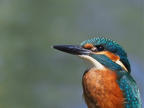 Si beau, le martin-pêcheur...