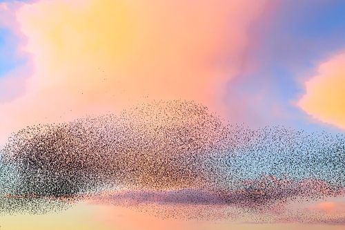 Spreeuwen tijdens een kleurrijke zonsondergang