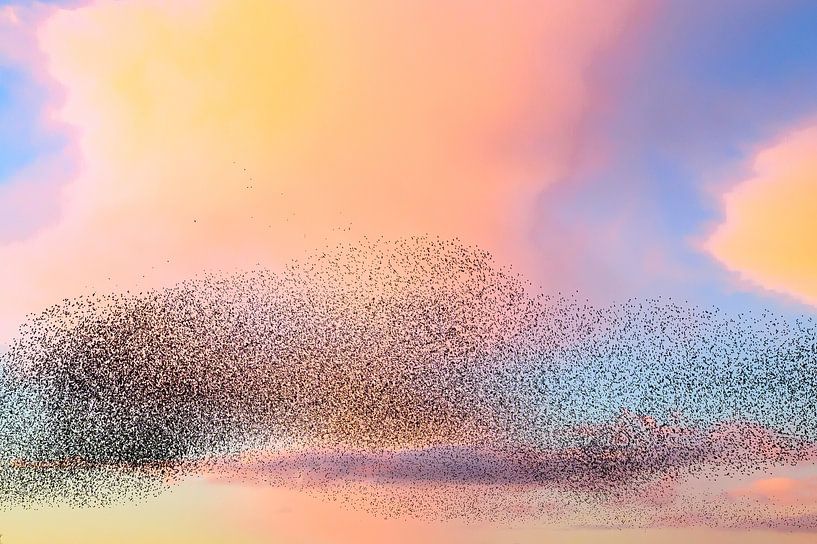 Starling murmuration during sunset at the end of the day by Sjoerd van der Wal Photography