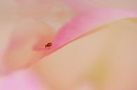 Art of Nature by Gitta Reiszner thumbnail