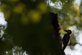 Buntspecht von Danny Slijfer Natuurfotografie