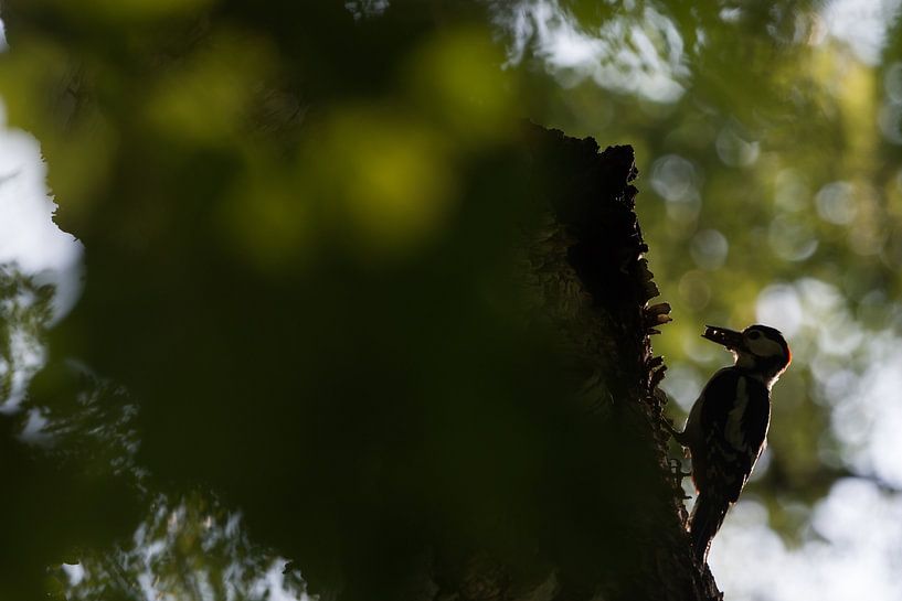 Great spotted woodpecker by Danny Slijfer Natuurfotografie
