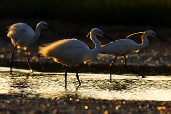 Three silhouettes