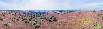 Blühendes Heidekraut im Nationalpark Sallandse Heuvelrug, in 360° aus der Luft