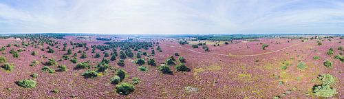 Bloeiende hei in de Sallandse Heuvelrug, in 360° vanuit de lucht