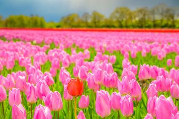 Tulpen in bloei in een veld tijdens de lente