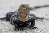 Lézard dans le sable par Vincent Keizer Aperçu