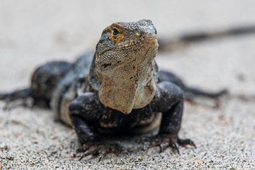 Lézard dans le sable sur Vincent Keizer