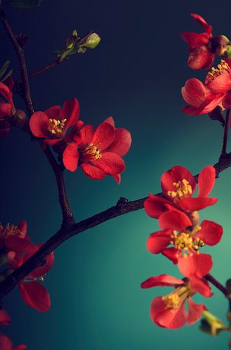 Stilleven met rode bloesem van Japanse kweepeer tegen een blauwe achtergrond