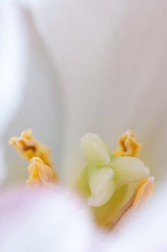 Hiding heart of a tulip by Anita van Hengel