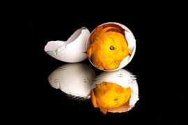 Die Schönheit eines Eies.