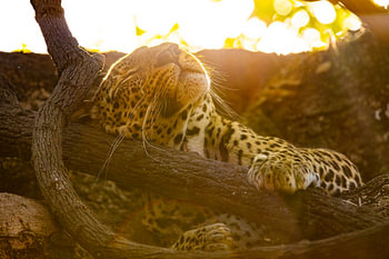 Ruhender Leopard in der Goldenen Stunde