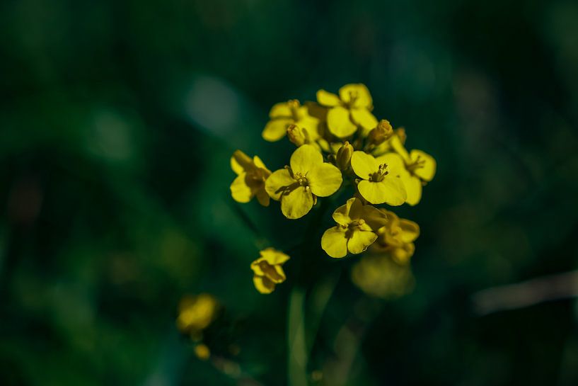 Alyssum by Jaap van den Bosch