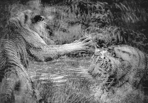 Les tigres au combat