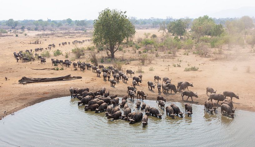 Large herd of drinking buffalo by Anja Brouwer Fotografie