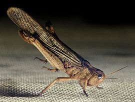 Sprinkhaan