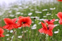 Corn poppy