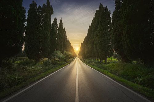 L'avenue de Bolgheri et le soleil au milieu