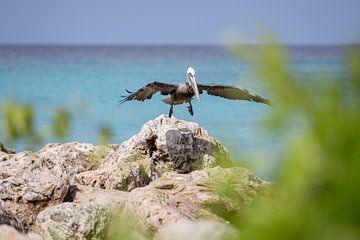 Pelikaan Curacao van Gladys van Schaijk