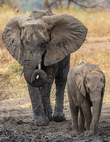 Elefant und kleiner Elefant