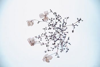 Hortensia dans la neige 3