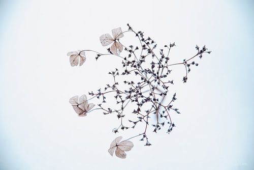 Hydrangea in the snow 3