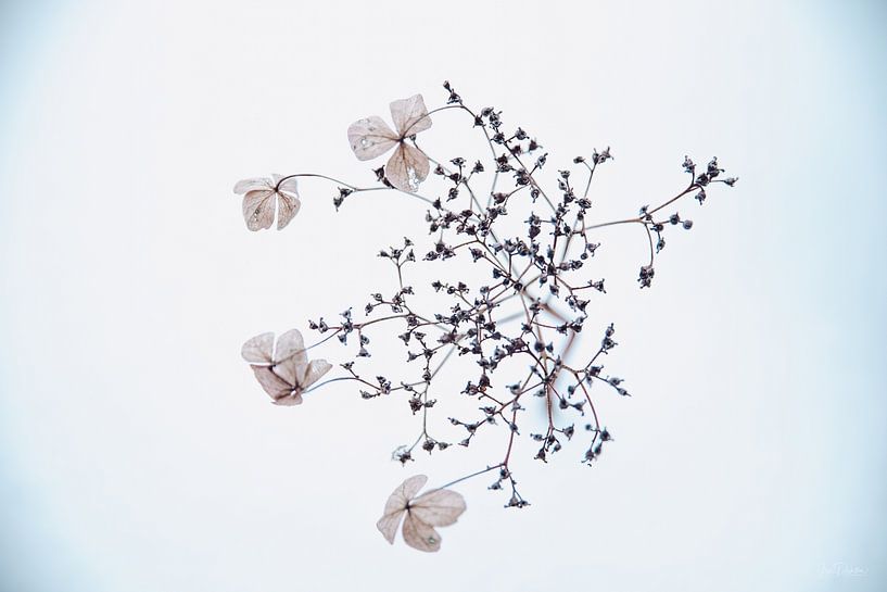 Hortensia in de sneeuw 3 van Ilse Dijkstra