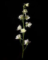 fleur solo fine-art