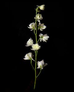 Solo-Kunstblume