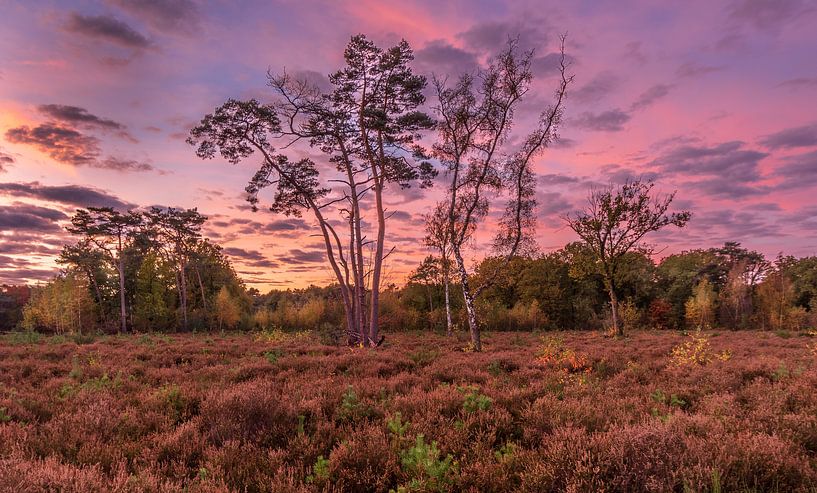 Heideveld Netherlands by Bernhard Klok