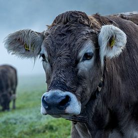 Mystieke ochtenden in de Alpen van Petri Niskanen