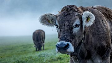 Mystieke ochtenden in de Alpen van Petri Niskanen