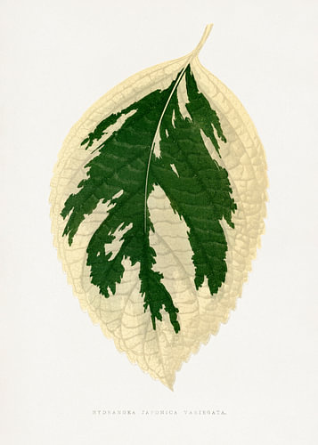 Blattillustration der Hortensie „Japonica Variegata“