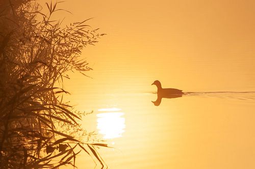 Common coot in golden sunlight