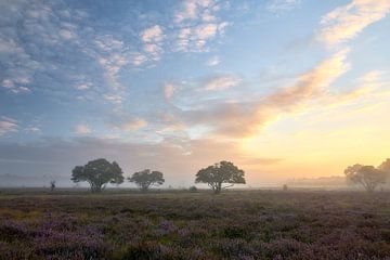 Sunrise on the blossoming purple heather by Ad Jekel