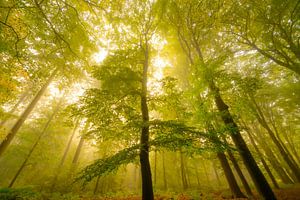 Sfeervol bos in de herfst met mist in de lucht van Sjoerd van der Wal Fotografie