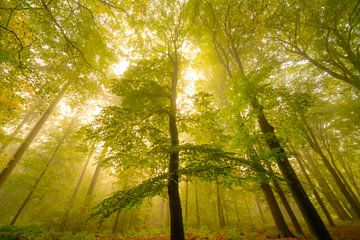 Atmosphärischer Wald im Herbst mit Nebel in der Luft von Sjoerd van der Wal Fotografie