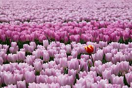 Rood gele tulp tussen rose paarse tulpen by W J Kok