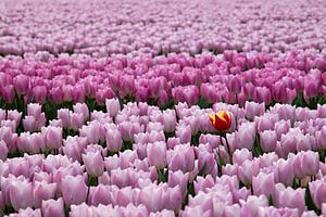 Rood gele tulp tussen rose paarse tulpen