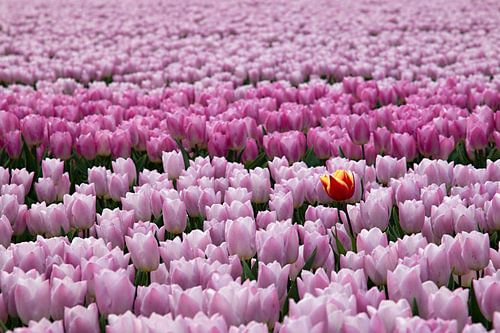 Rood gele tulp tussen rose paarse tulpen