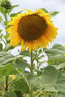 Yellow sunflower