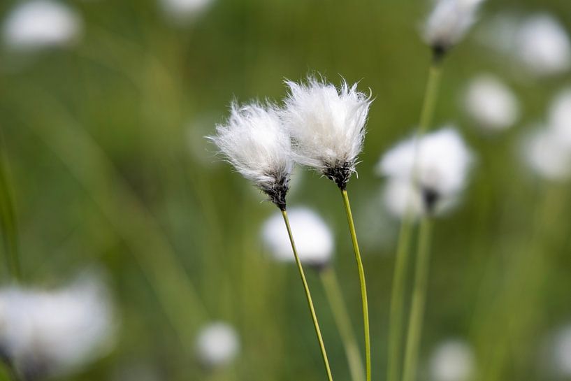 close up of woolly grass on an alpine meadow by picsbyronenvief