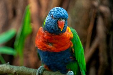 kleurrijke papegaai van Jeroen van Deel