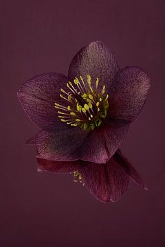 Donker paars, rust en eenvoud: Stilleven met bloemen: de Helleborus van Marjolijn van den Berg