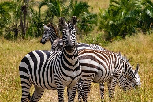 Zebras in Serengeti