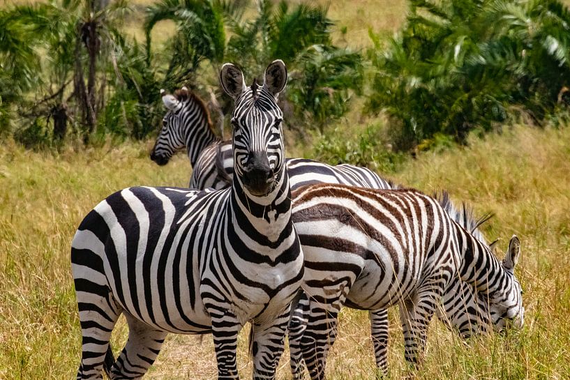 Zebra's in Serengeti van Julie Brunsting
