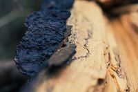 Platte Tonderzwammen op dood hout