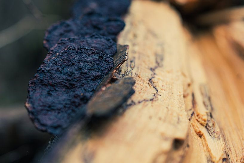 Bois de coton plat sur bois mort par JWB Fotografie