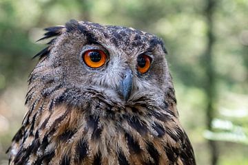 chouette hulotte sur Walter Koopman