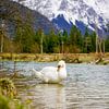 A swan along the Isar River with alpine mountains in the background. von Miriam Schwarzfischer Fotografie